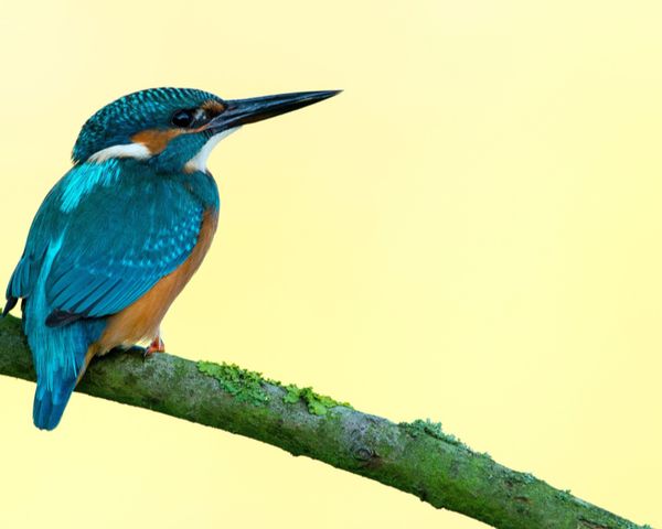 Photo of blue bird on a branch.